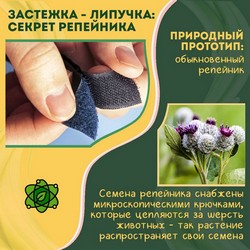 Учимся у природы